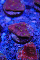 Turbinaria