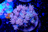 RF Strawberries & cream Goniopora