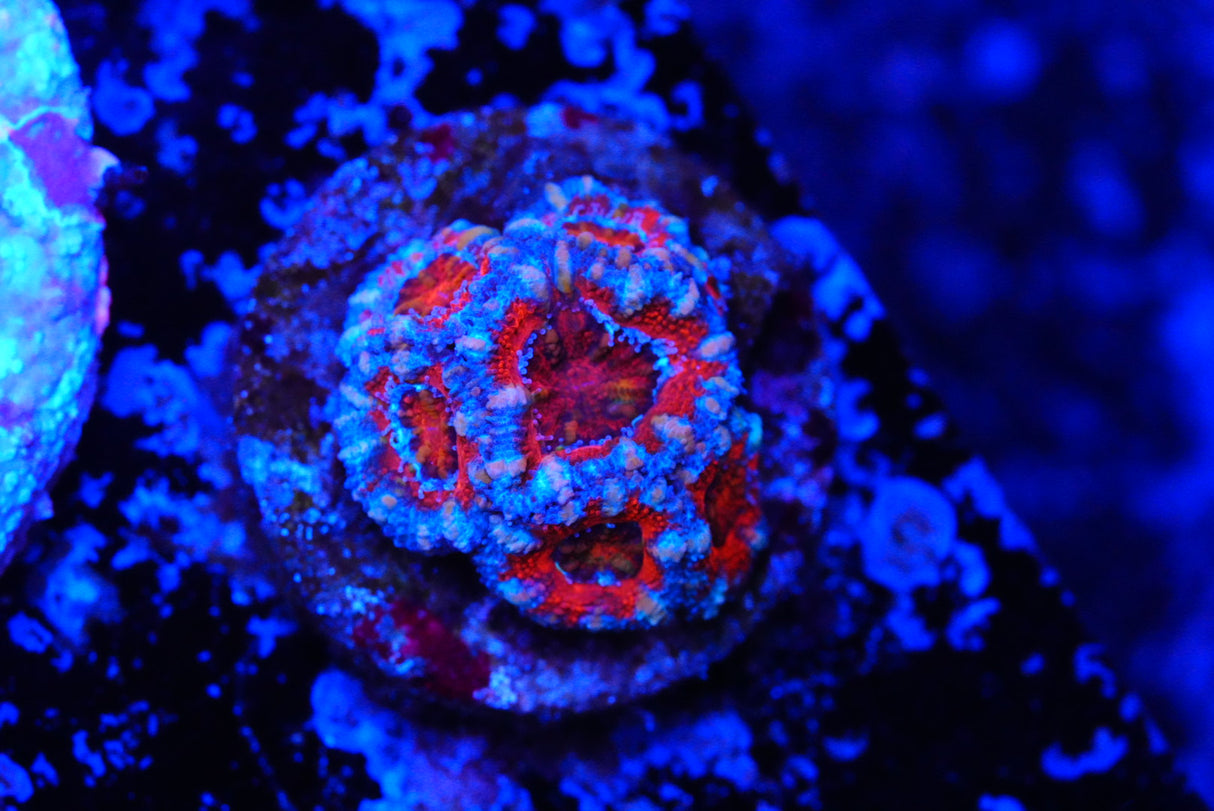 TMC cultured acan