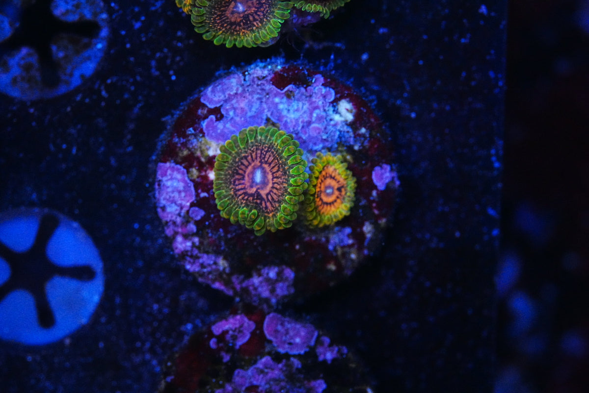 GMK zoa