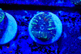 lobophyllia frags