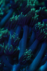 Awesome long stem Goni