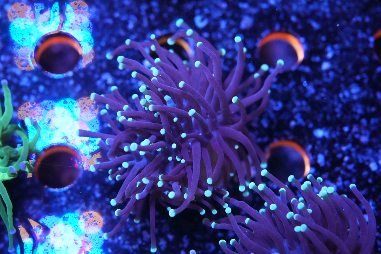 WYSIWYG Torch coral