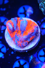 cultured scolymia warpaint