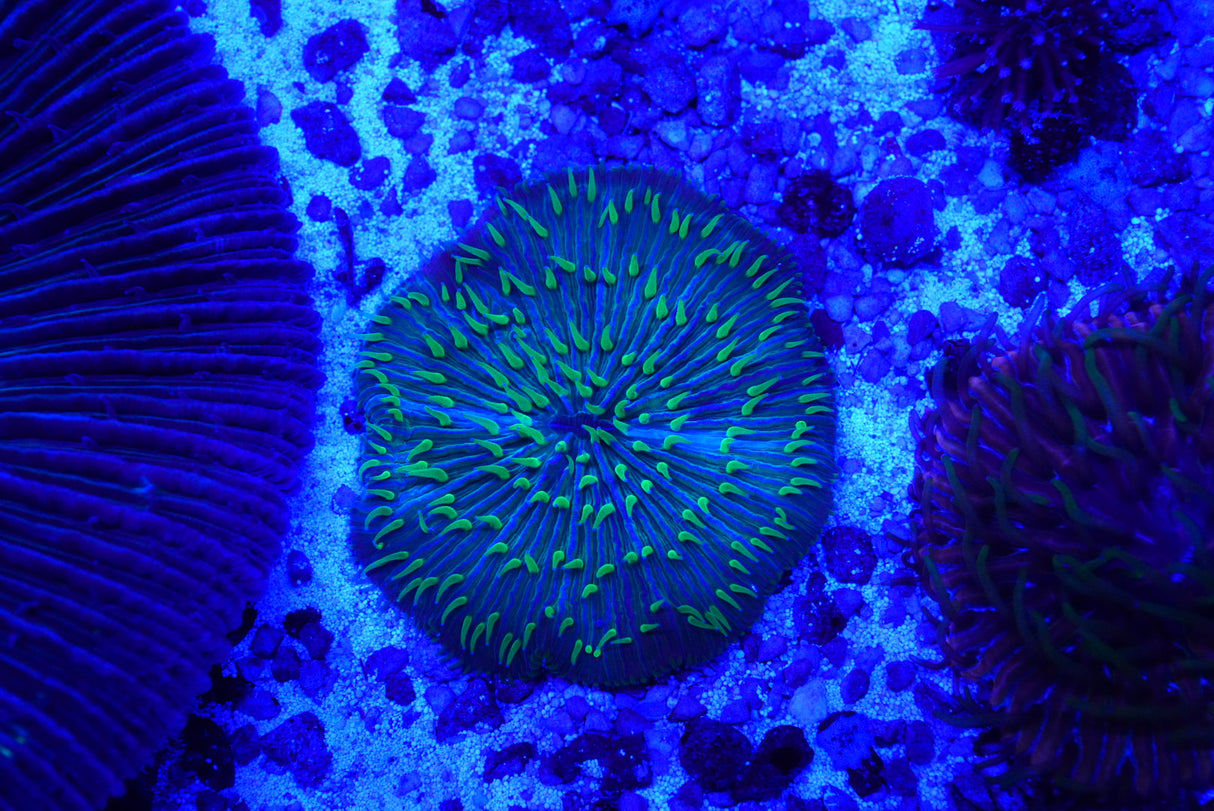 Fungia plate coral