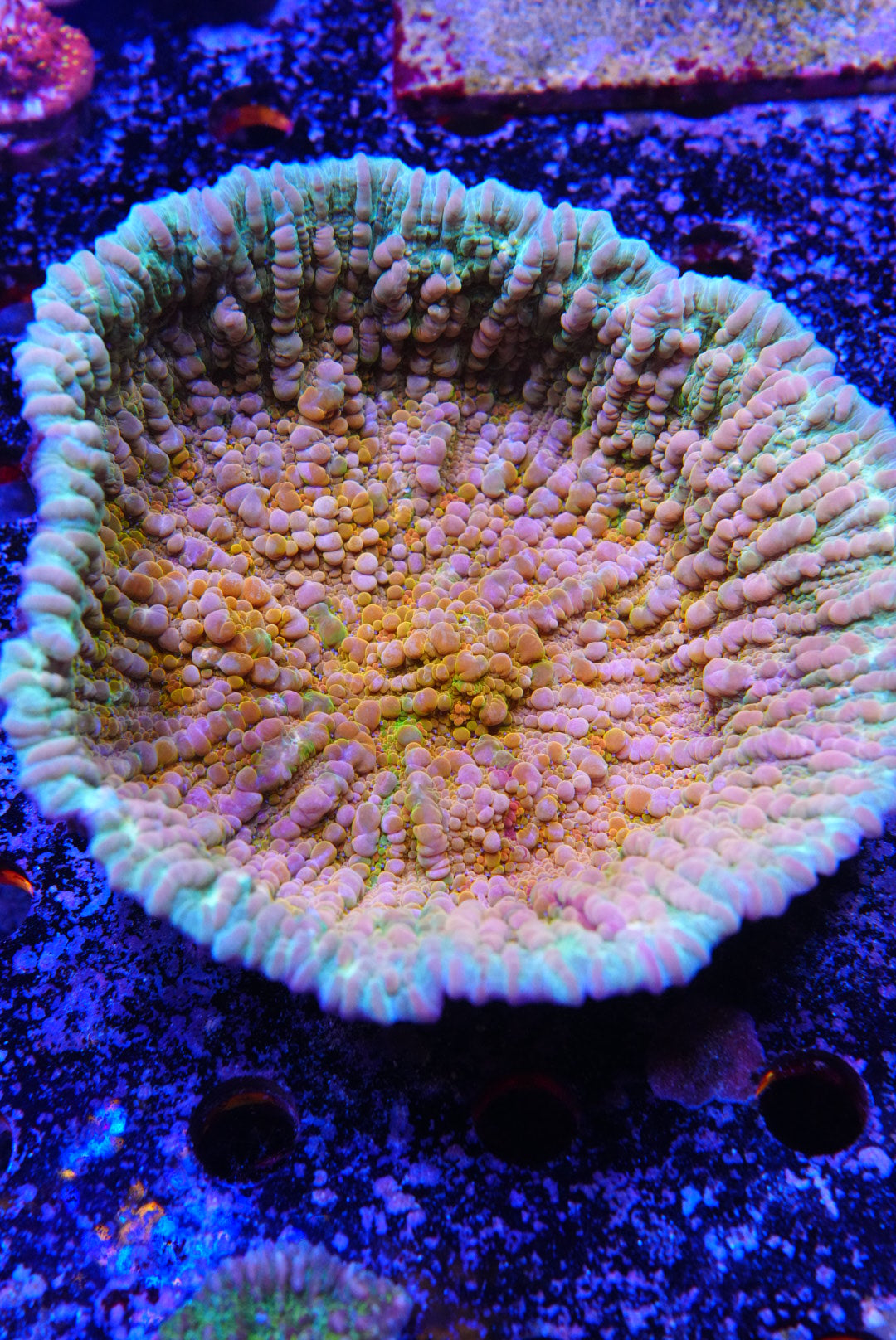 COSMIC CANDY CHALICE