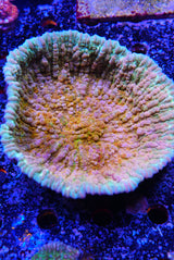 COSMIC CANDY CHALICE