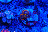 Zoa mix deal!