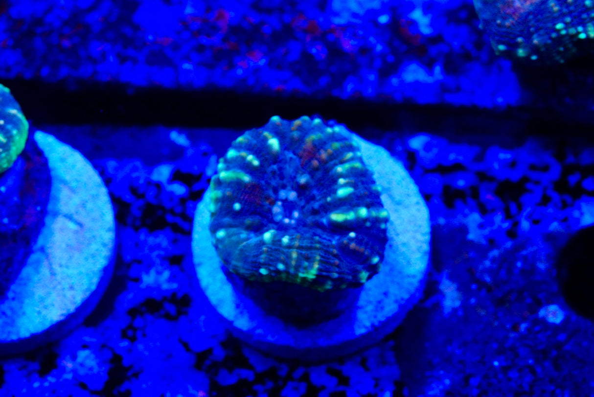 lobophyllia frags