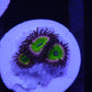 Zoa