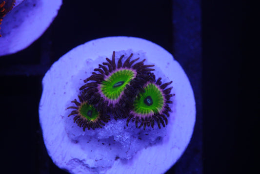 Zoa