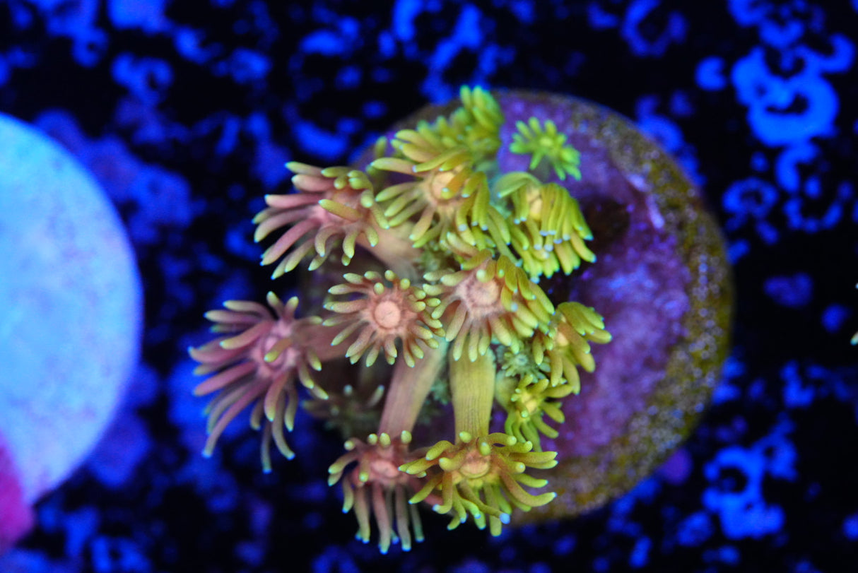 Ultra/rainbow goniopora