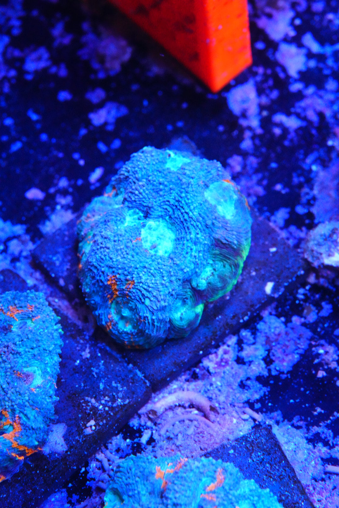 Acan echinata