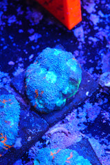Acan echinata