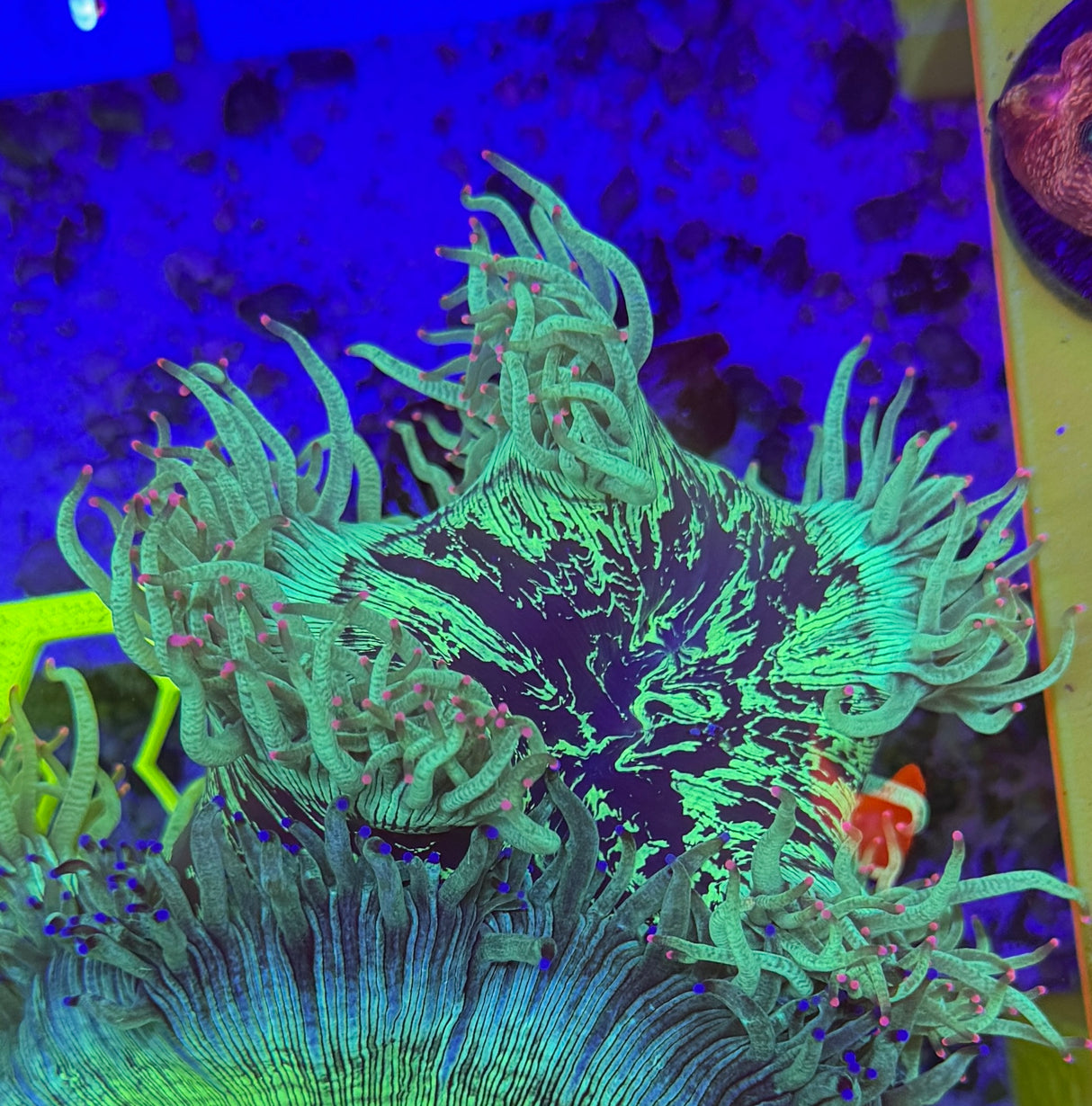 Pink tip catalaphyllia