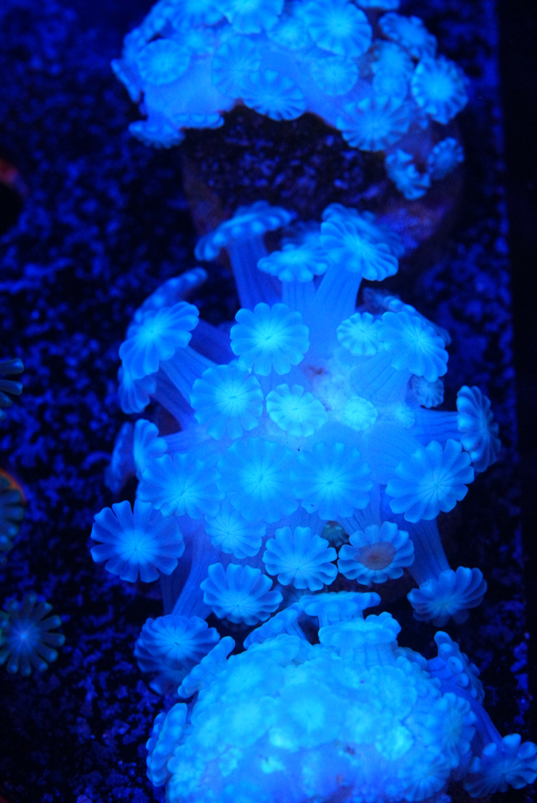 Green alveopora