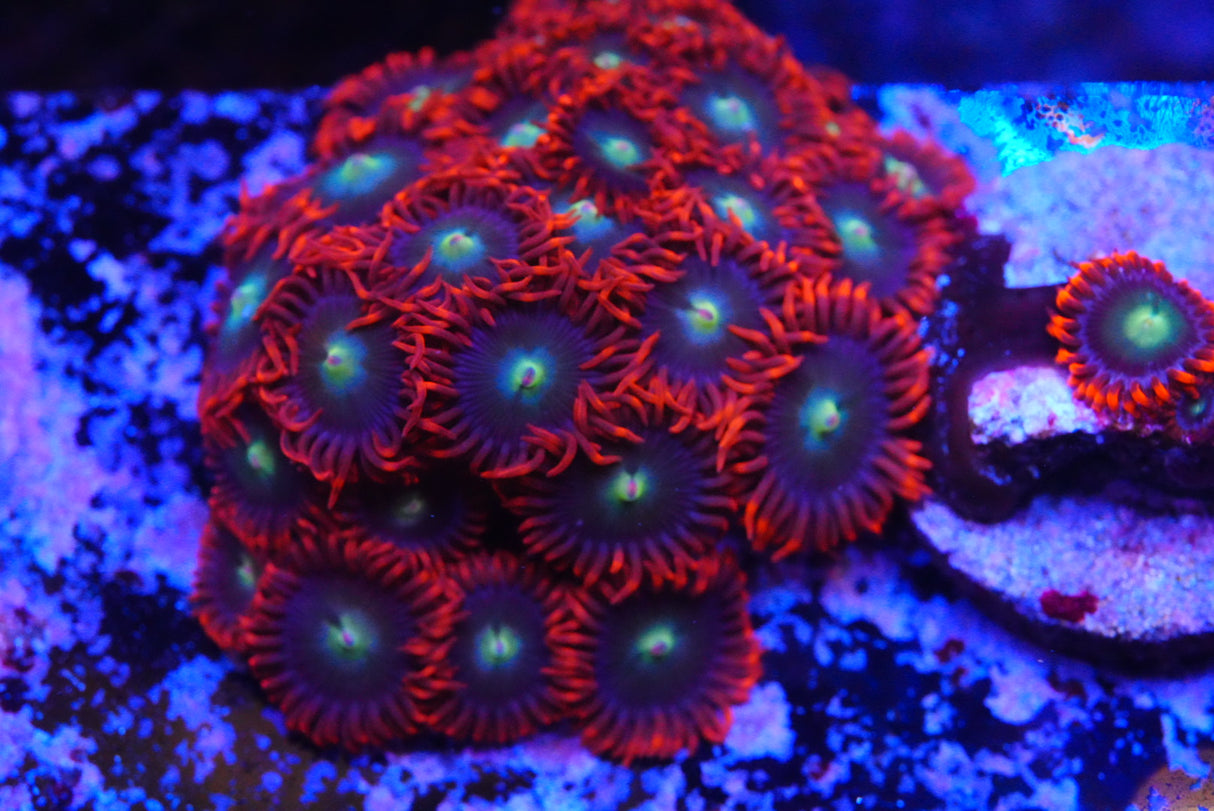 Zoa