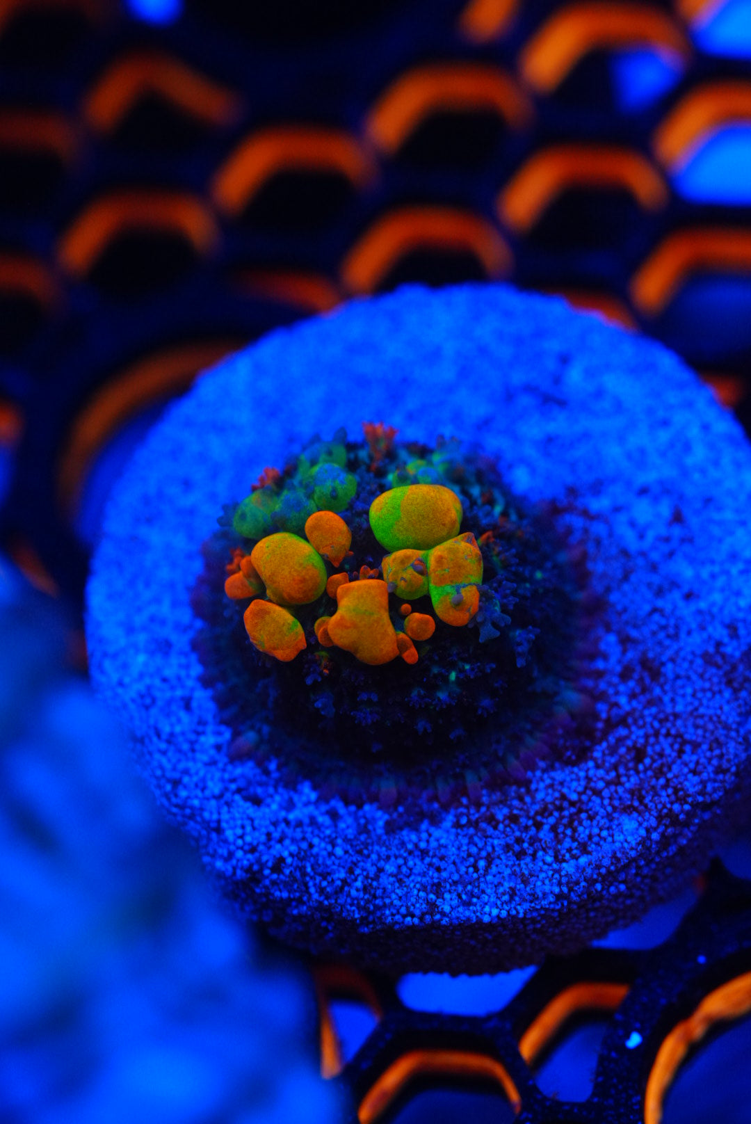 WWC OG bounce mushroom frags