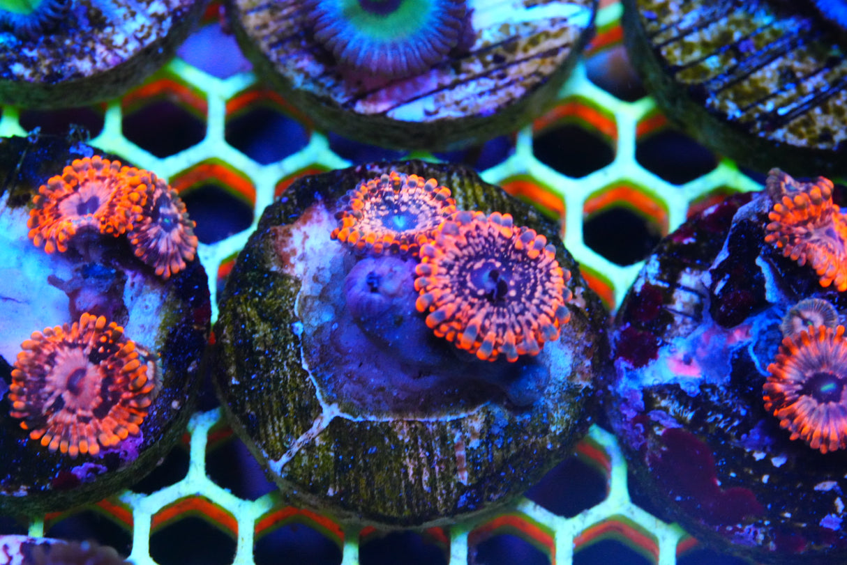 Zoa mix deal!