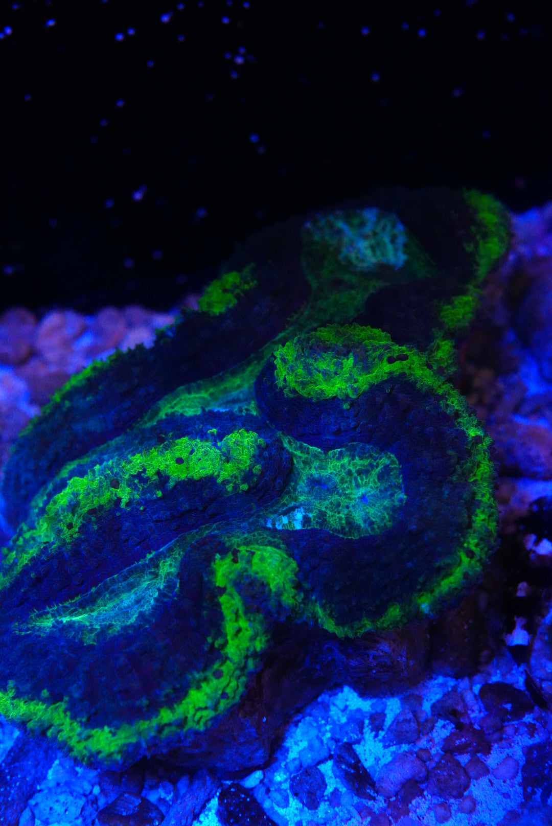 lobophyllia