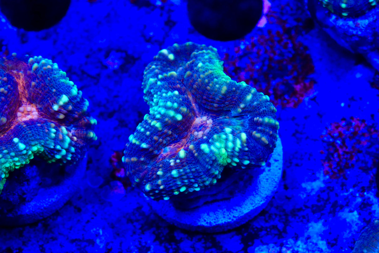 lobophyllia frags