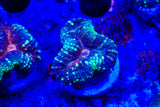 lobophyllia frags