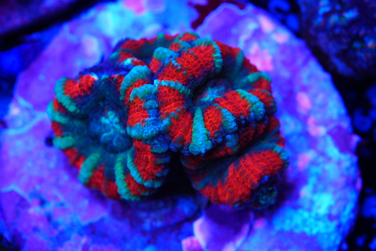 Mini acan colony