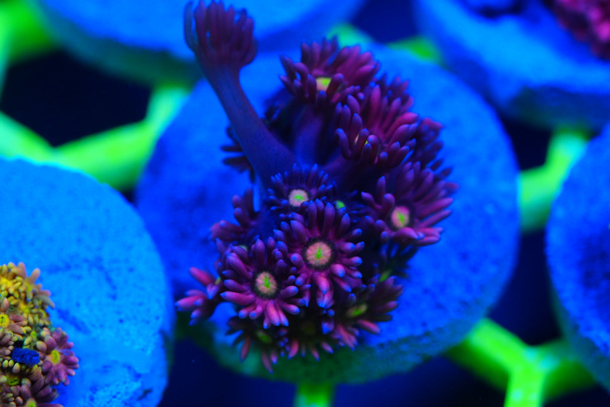 Ultra/rainbow Goniopora