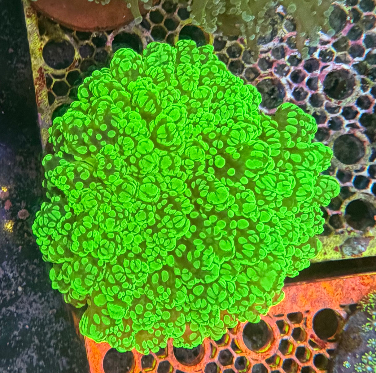 Kingspawn / Frogspawn XL