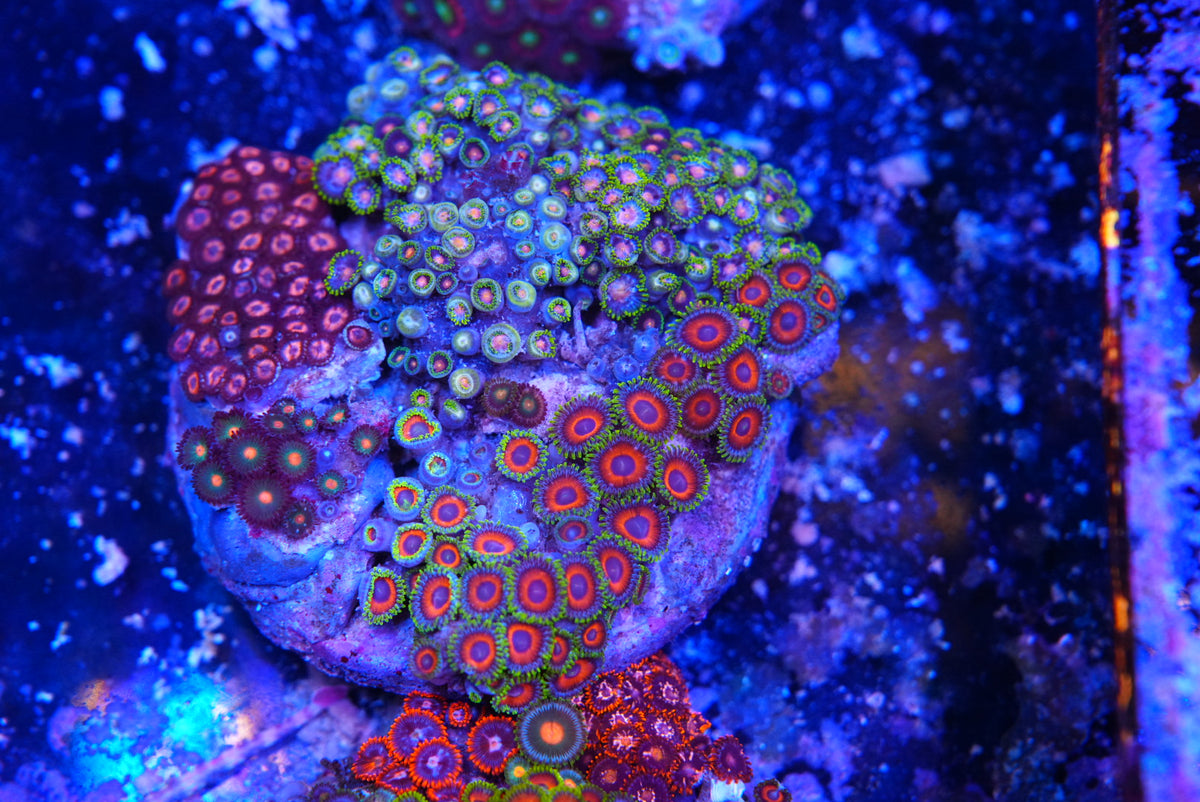 ZOA colony