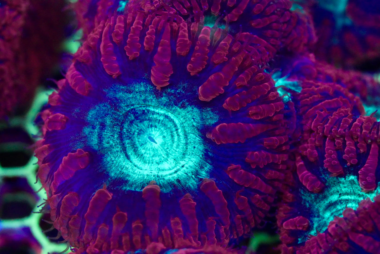 Blasto frag 1-3 heads