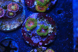 GMK zoa