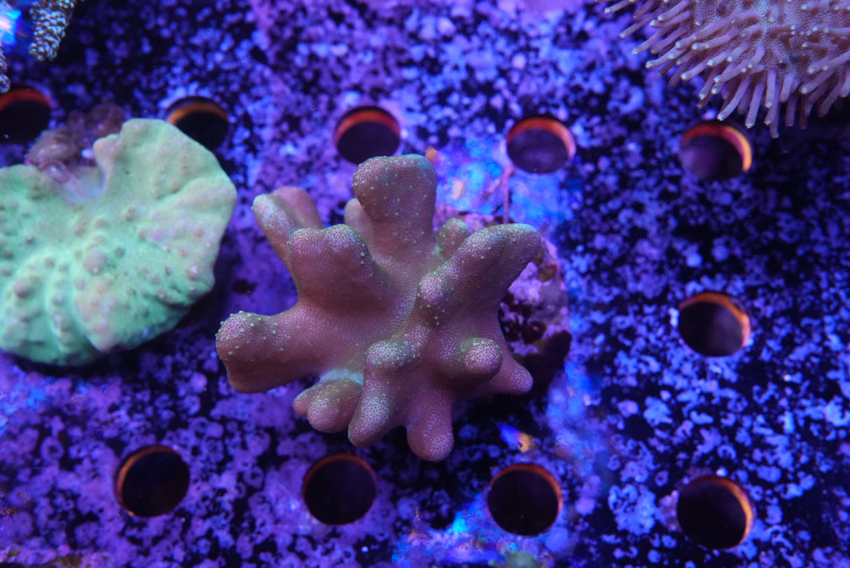 Finger Coral