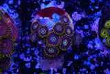 Blue hornet Zoa
