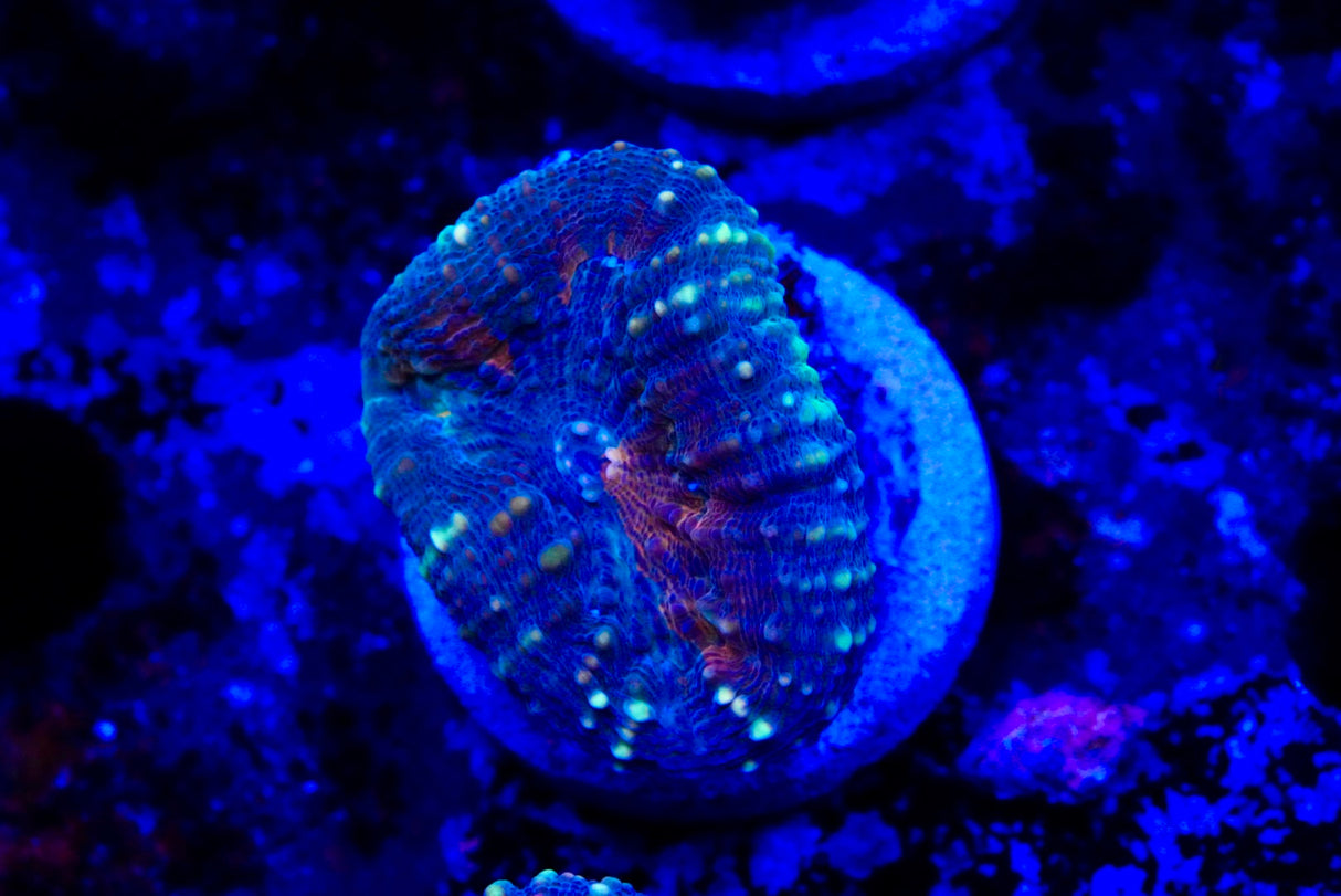 lobophyllia frags