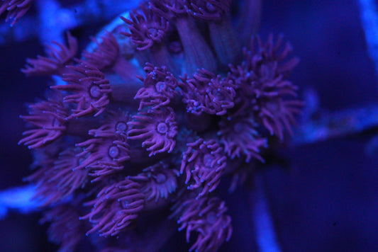 Goniopora