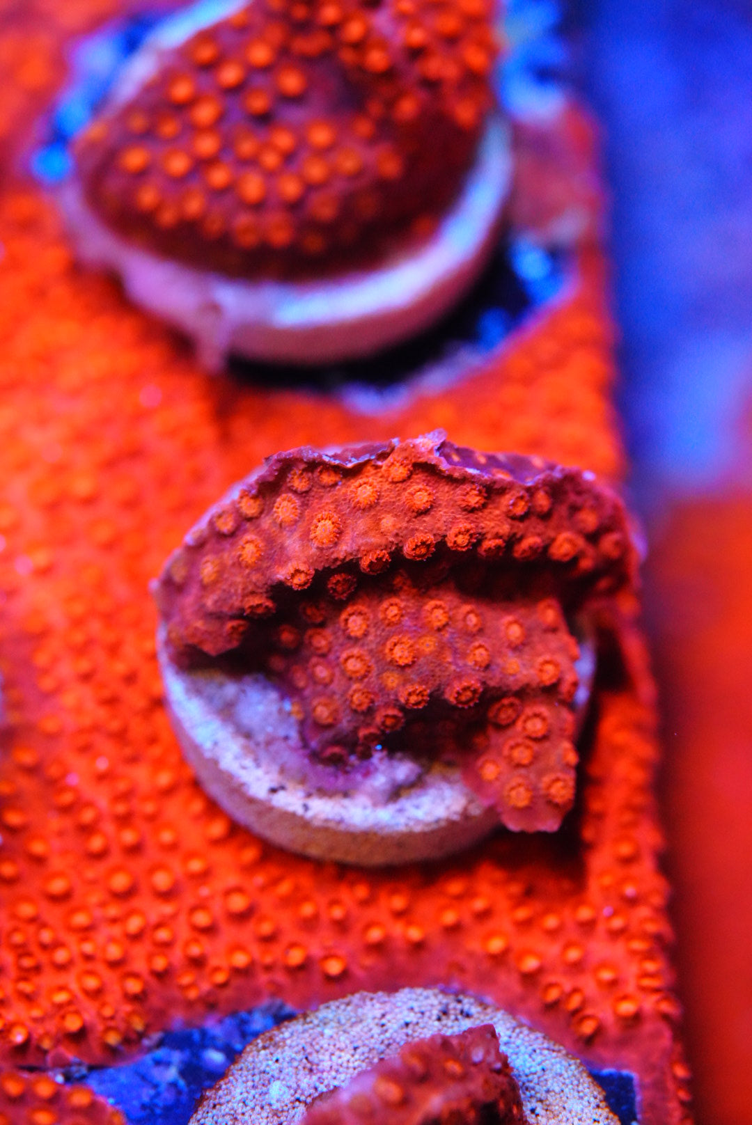 Flicka Flame Cyphastrea