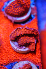 Flicka Flame Cyphastrea