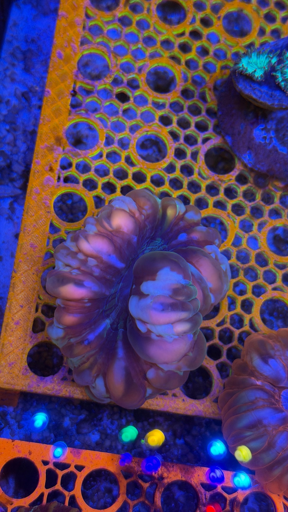 Ultra cynarina