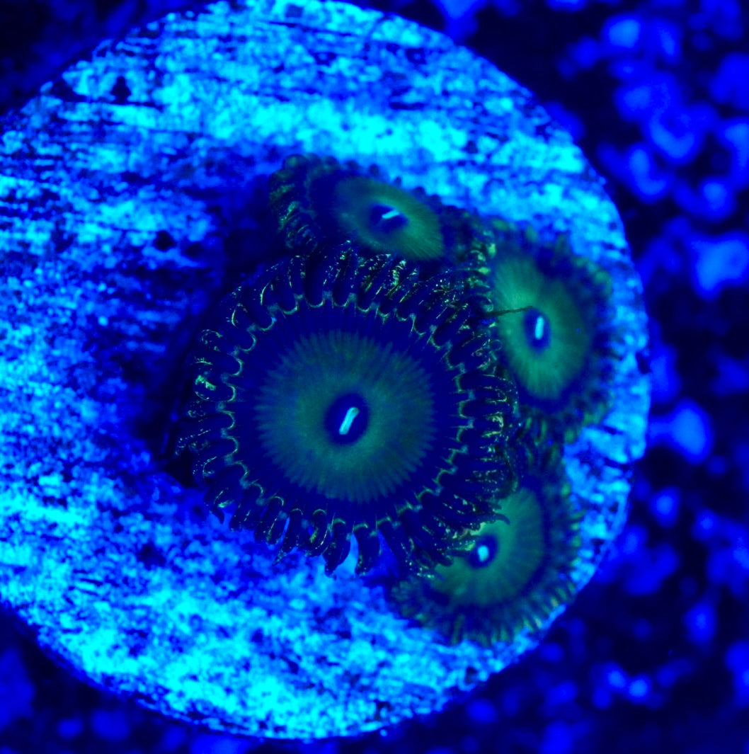 Speckled ZOA