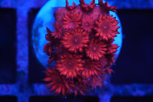 Goniopora