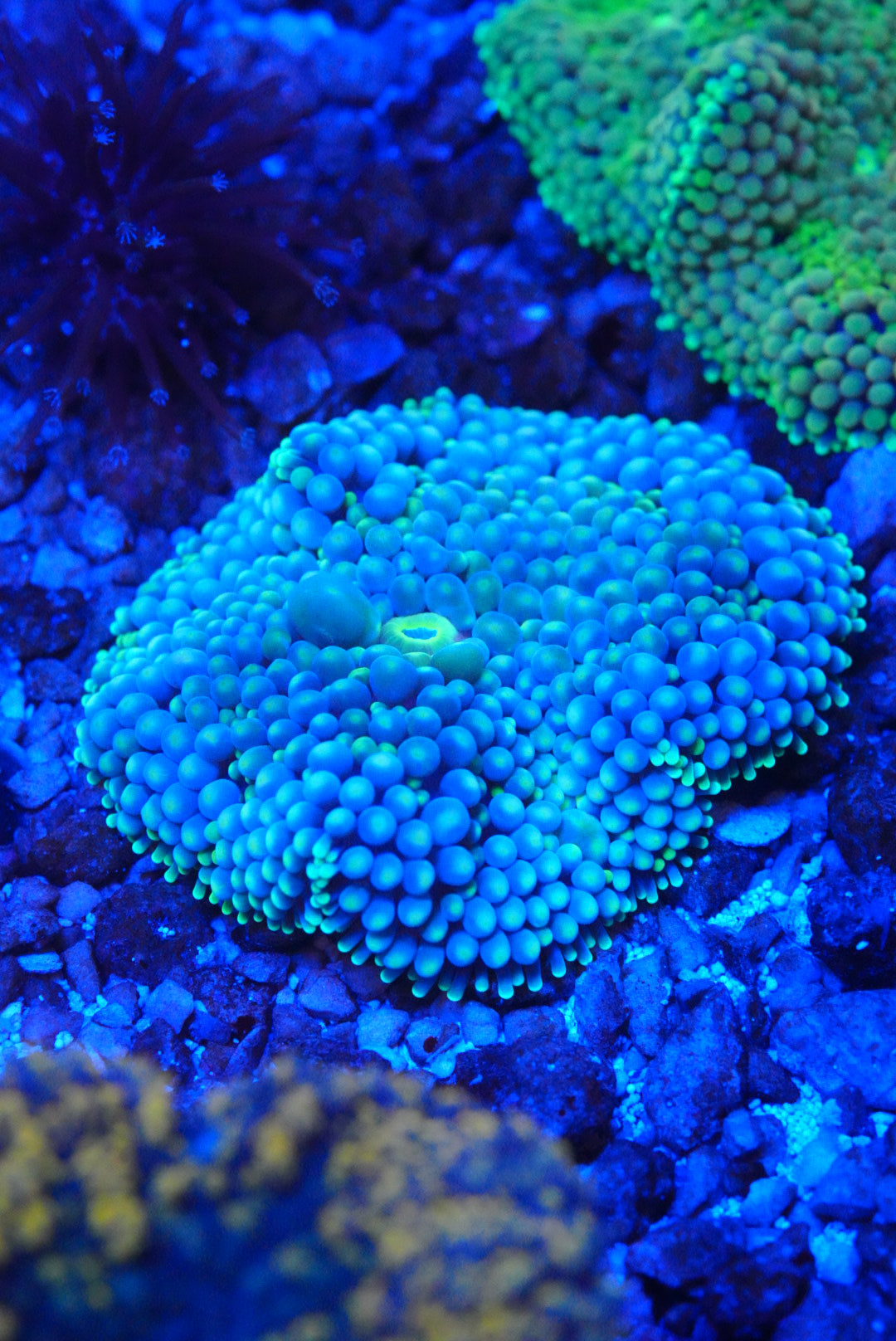 Blue Florida ricordia