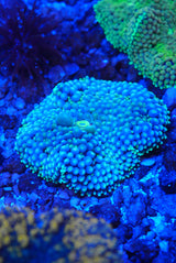 Blue Florida ricordia