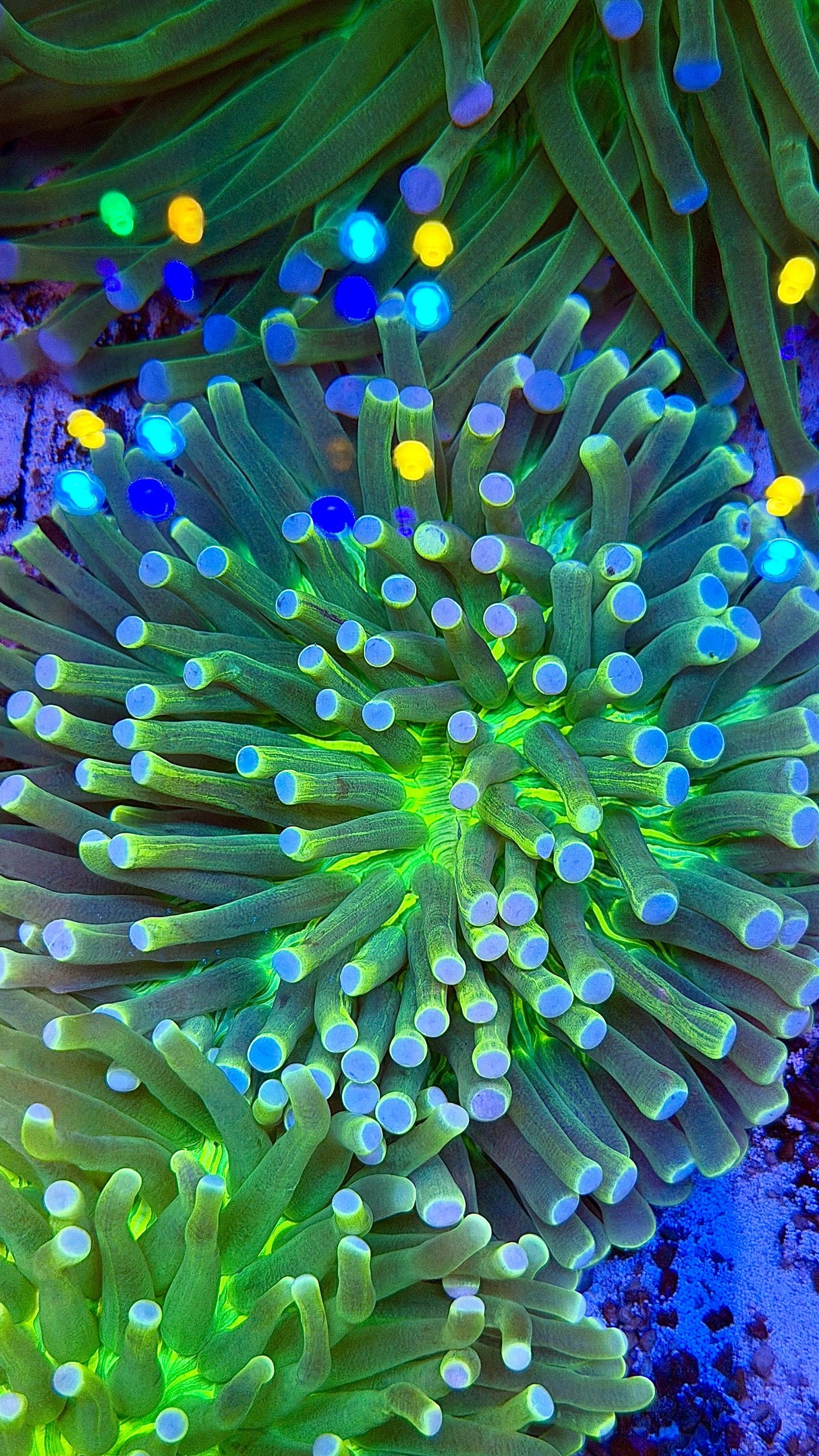 Ultra Long Fungia plate coral