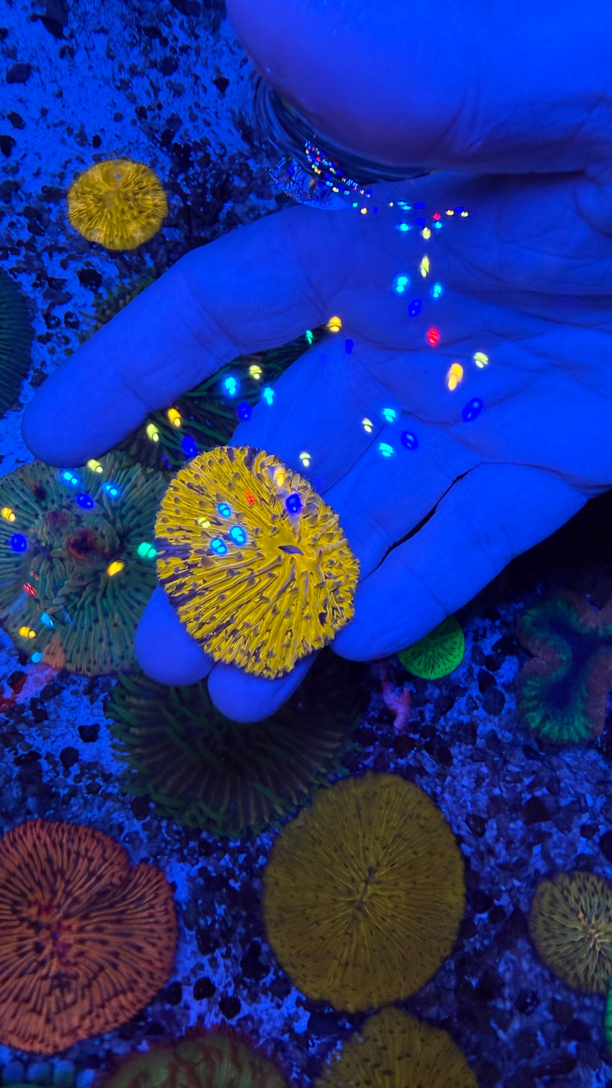 Fungia plate coral