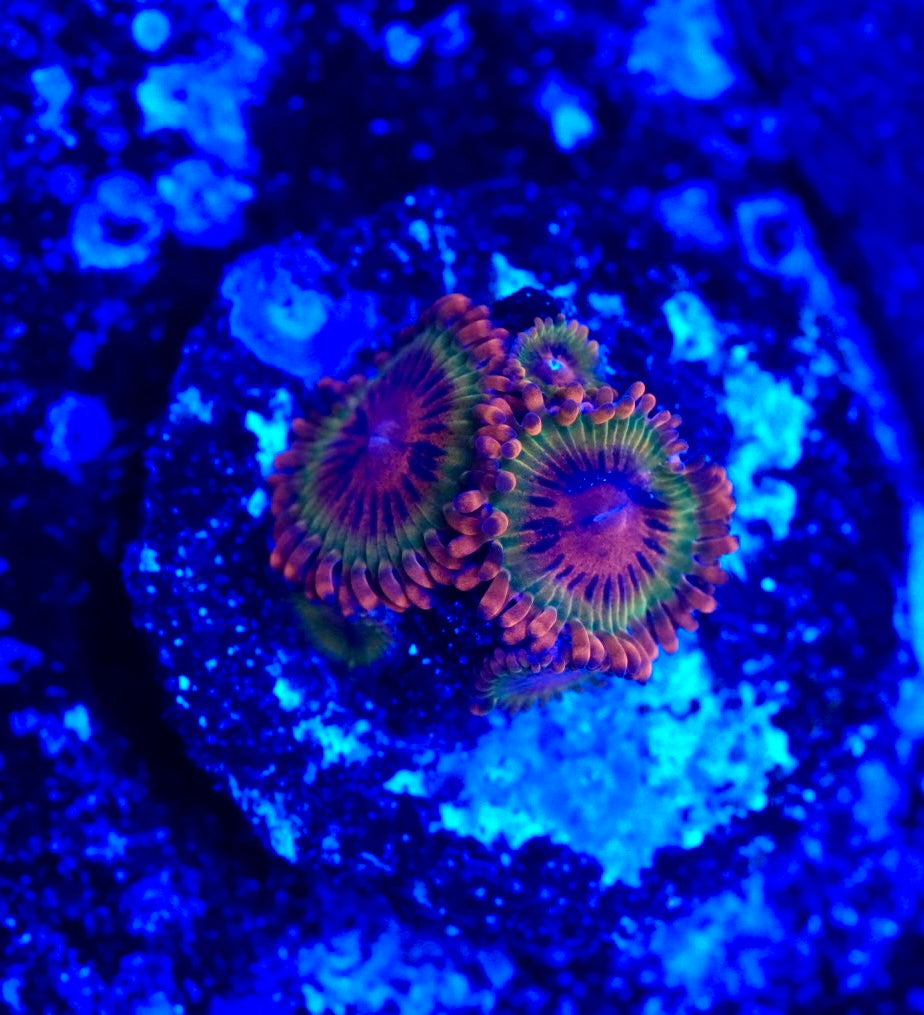 Speckled krakatoa