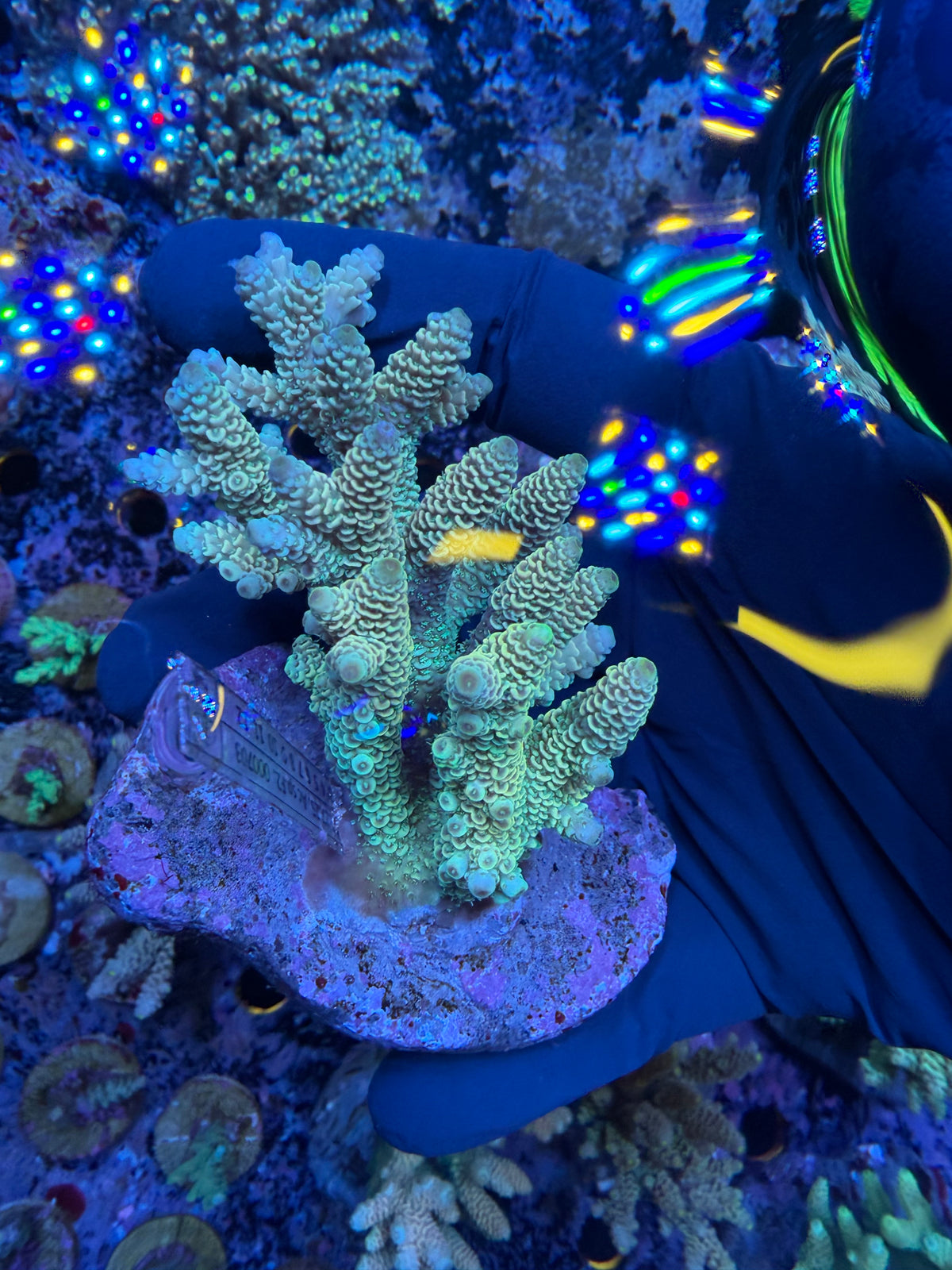 Aussie ultra colonies M