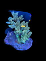 Aussie ultra colonies M