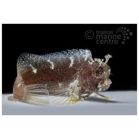 Lawnmower blenny