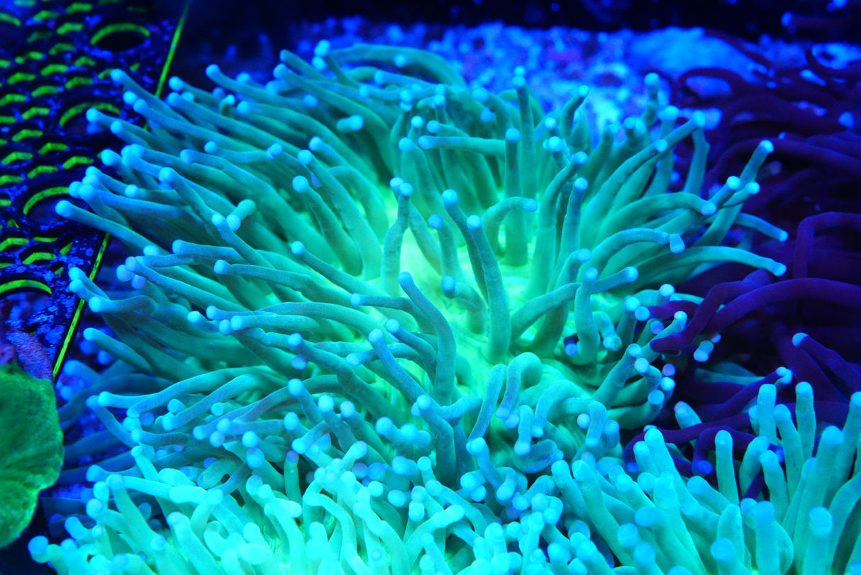 Ultra Long Fungia plate coral